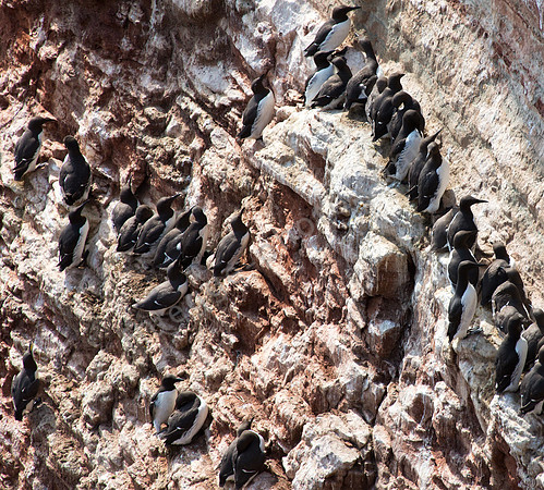 Lummen auf Helgoland