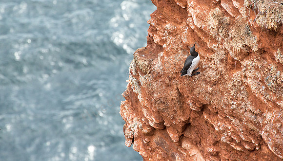 Lummen auf Helgoland