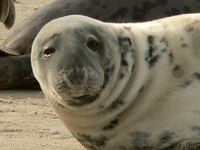 Kegelrobbe auf der Düne vor Helgoland