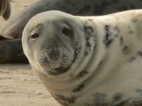 Kegelrobbe auf der Düne vor Helgoland