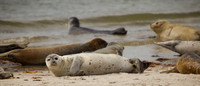 Wildlife