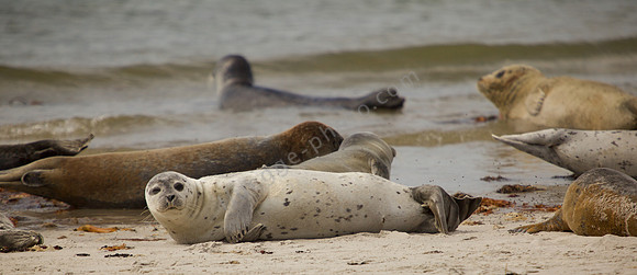 Wildlife