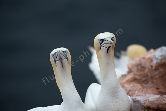 Basstölpel auf Helgoland