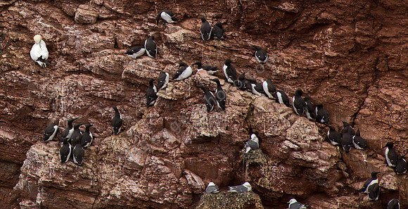 Lummen auf Helgoland