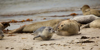 Wildlife