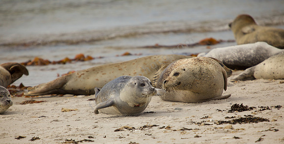 Wildlife