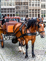 _MG_4954