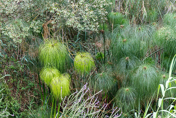 Wildes Papyrusgras