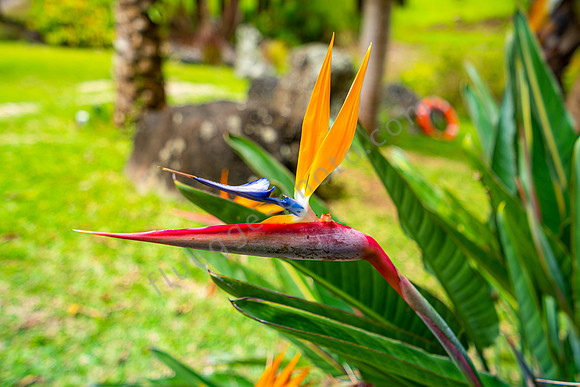 Lakaz Chamarel Exclusive Lodge