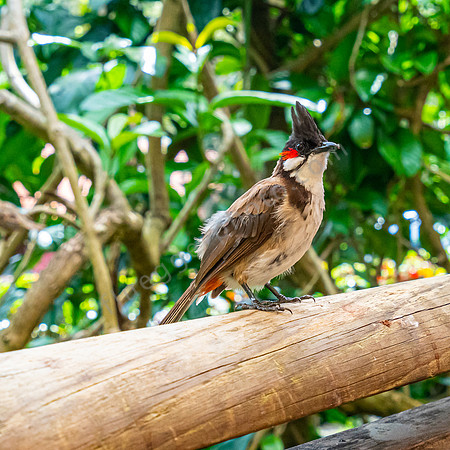 Ein rotgeflüsterter Bulbul