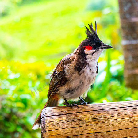 Ein rotgeflüsterter Bulbul