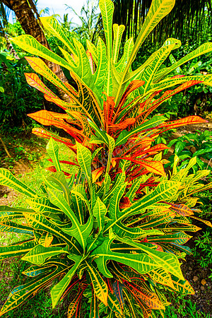 Aromaöl-Distillerie Ylang Ylang in Anse Jonchée