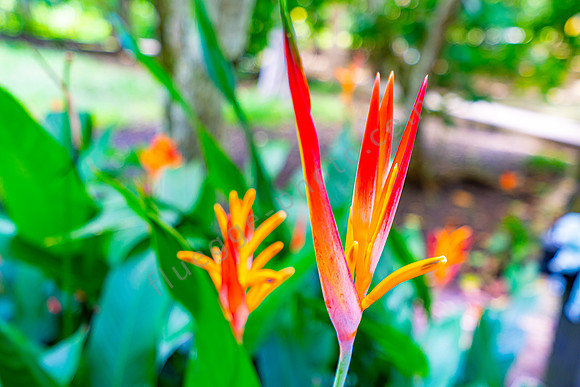 Botanischer Garten Mauritius