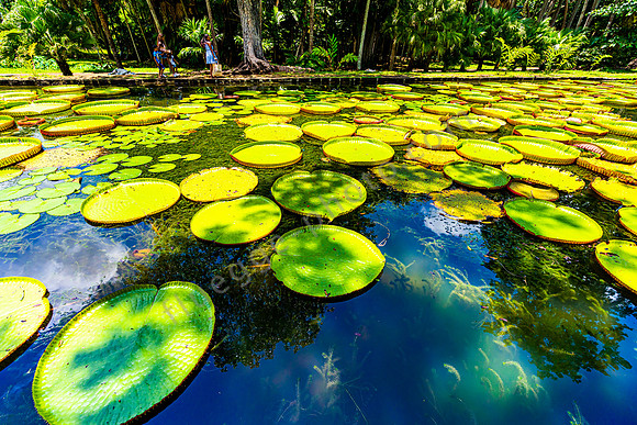 Lotosblätter im Botanischen Garten Mauritius