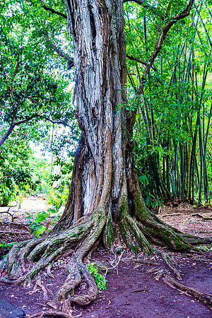 Botanischer Garten Mauritius