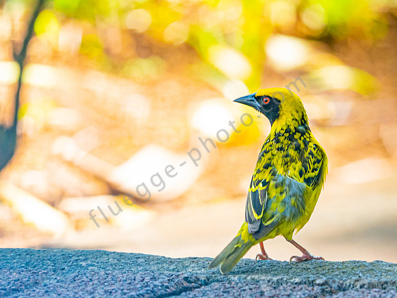 Zitronengelber Vogel