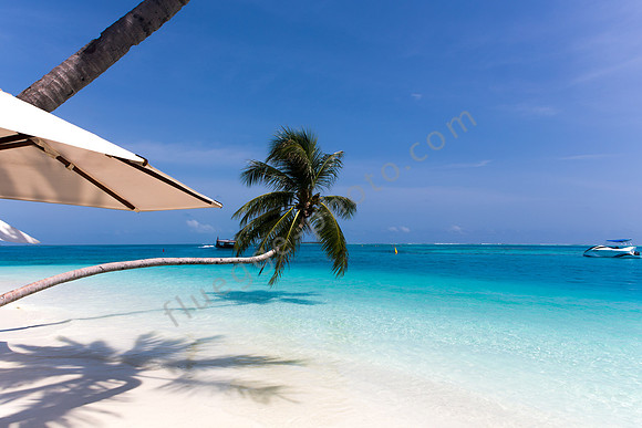 Palmtree lening over the sea