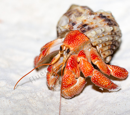 Hermit crab