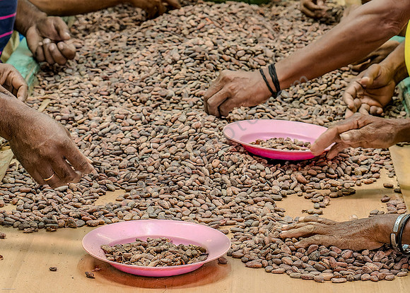 Kakao-Sortierung in Dili, Ost-Timor
