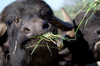 Büffel auf der Farm Tenuta Vannulo