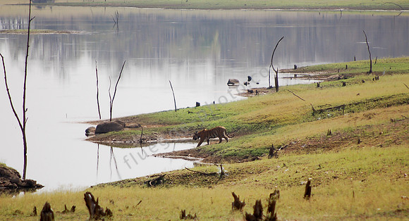 Tiger im Kanha NP 4