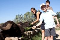 Büffel auf der Farm Tenuta Vannulo