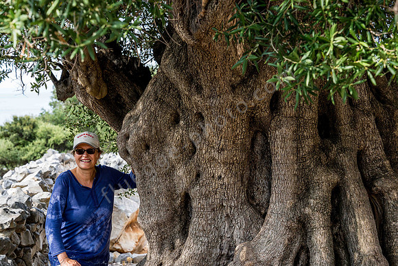 1600 Jahre alter Olivenbaum auf Insel Pag