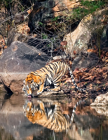 Tiger im Kanha NP 3