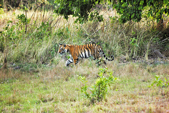 Tiger im Kanha NP 6