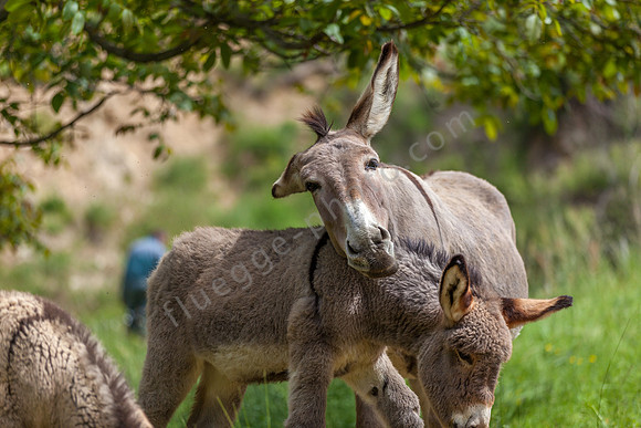 Donkeys