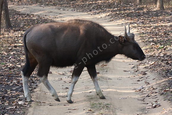 Gaur-Riesenwildrind