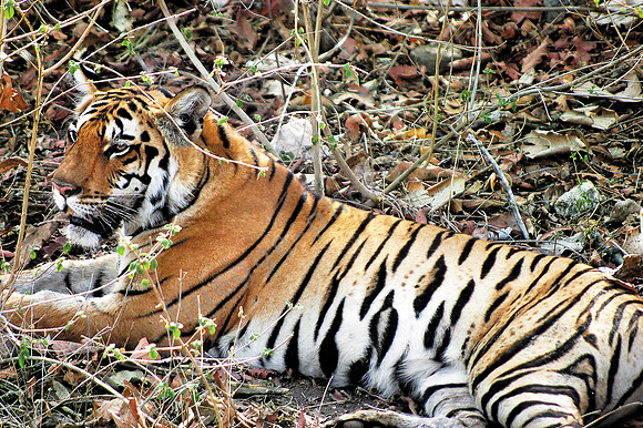 Tiger im Kanha NP 1