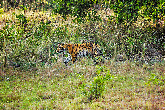 Tiger3