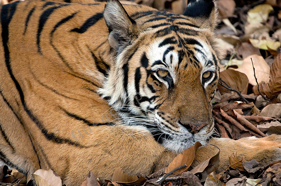 Tiger im Kanha NP 2