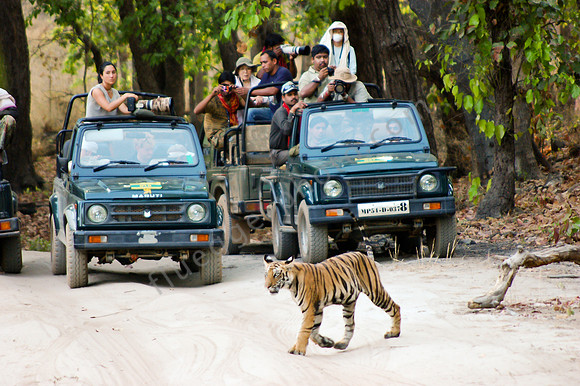 Tiger im Kanha NP 5