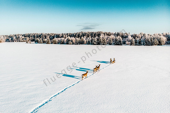 Winterimpression bei  Tartu