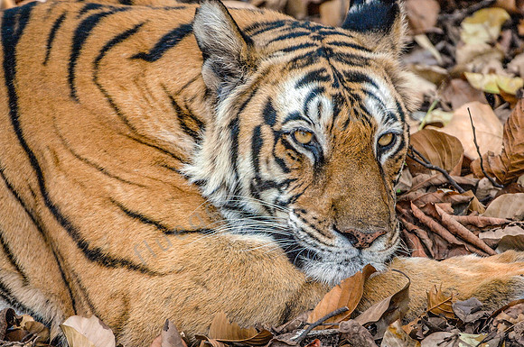 Tiger im Kanha NP_