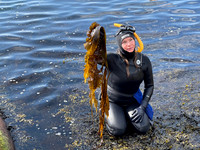 Seetang-Taucherin Linnea Sjögren bei der Seetang-Safari in Bohuslän
